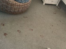 Lotus Carpet Cleaning Sydney