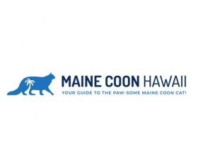 Maine Coon Hawaii