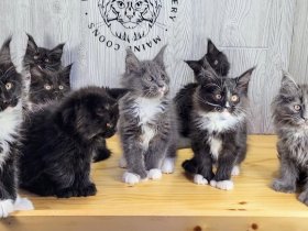 Past Maine Coon Kittens