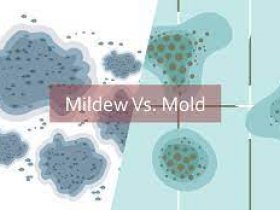 Mildew Vs. Mould: Key Differences