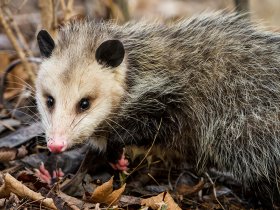 Morris Possum Control Brisbane