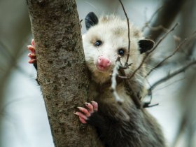 Morris Possum Removal Sydney