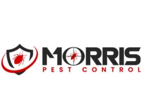 Morris Wasp Removal Adelaide