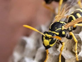 Morris Wasp Removal Sydney