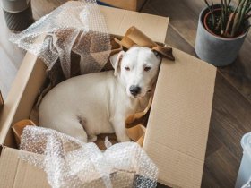 Moving With a Pet: Complete Guide