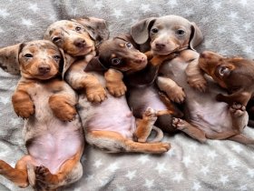 Nas Rodriguez dachshund puppies