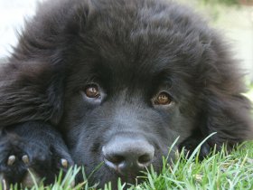 Newfoundlands