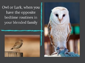 Owl or Lark