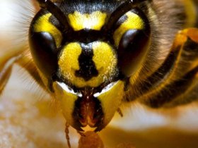 OZ Wasp Removal Adelaide
