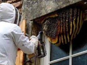 OZ Wasp Removal Canberra