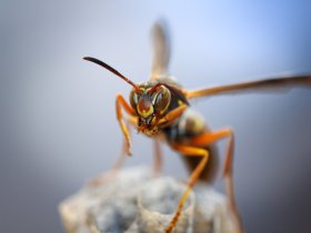 OZ Wasp Removal Hobart