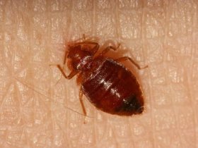 Panther Bed Bugs Control Brisbane