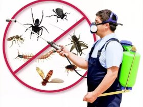 Pest Control Brighton