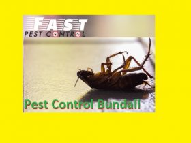 Pest Control Bundall