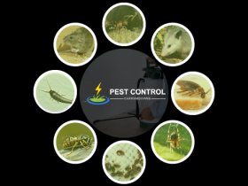 Pest Control Carrum Downs