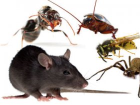 Pest Control Cheltenham