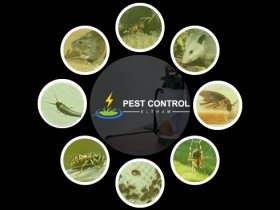 Pest Control Eltham