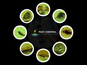 Pest Control Highfields