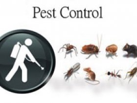 Pest Control Kelvin Grove