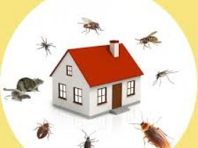 Pest Control Kelvin Grove