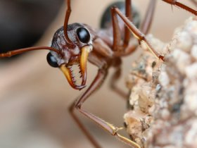 Pest Control Moorooka