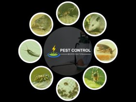 Pest Control Mornington