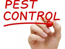 Pest Control Mornington