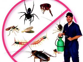 Pest Control Murrumba Downs