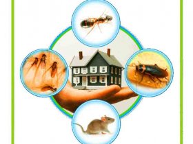 Pest Control Narre Warren