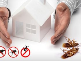 Pest Control Pimpama