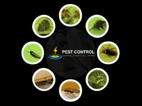 Pest Control Quakers Hill