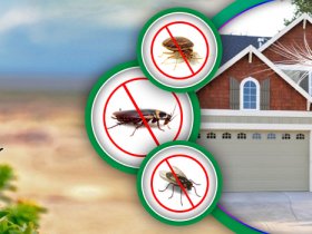 Pest Control Services Toowoomba