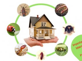 Pest Control South Morang