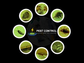 Pest Control Tuart Hill