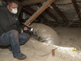 Pest Inspection Adelaide