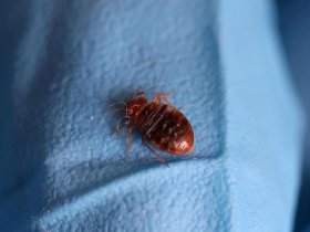 Pest Patrol Bed Bug Removal Melbourne