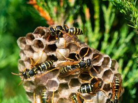 Pest Patrol Wasp Removal Brisbane