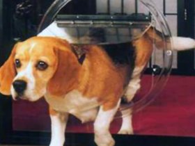 Pet Doors Adelaide