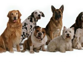 Popular Bark & Dog training videos