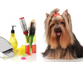 Popular Goldendoodle & Dog grooming vide