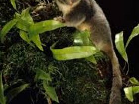 Possum Removal Moreton Bay