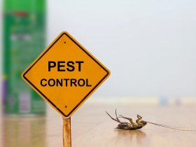 Preventive Pest Control Sydney