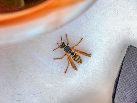 Preventive Wasp Removal Brisbane