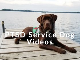 PTSD Service Dog Videos