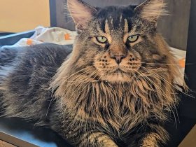 Retired Maine Coons