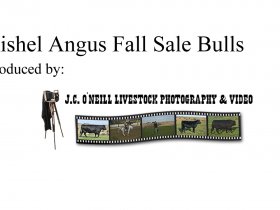 Richel Fall Sale Bulls