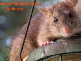 Rodent Control Canberra