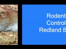 Rodent Control Redland