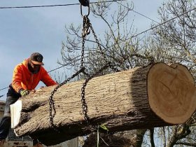 SA Tree Removal Adelaide