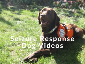 Seizure Response Dog Videos